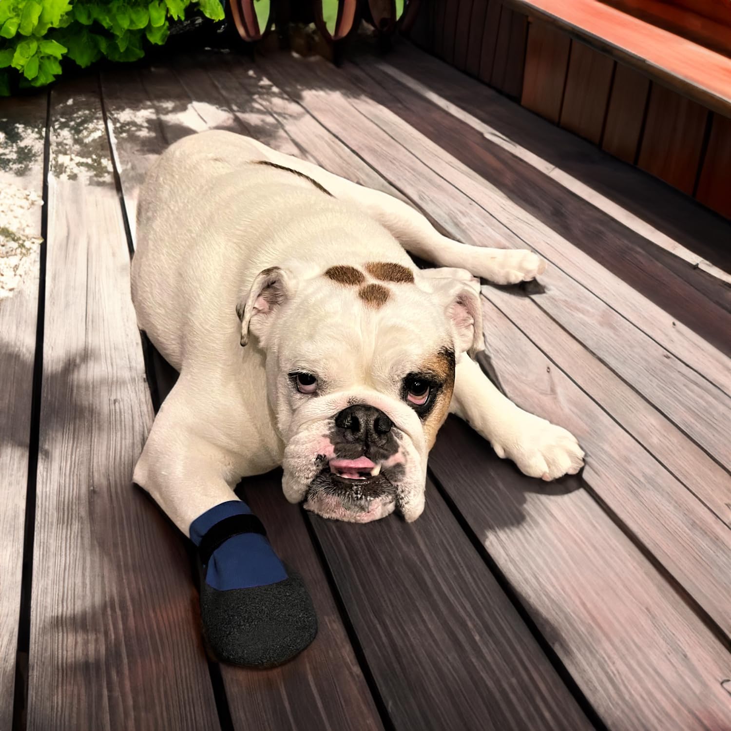 PawFlex Comfy Pawz protección de heridas para perros