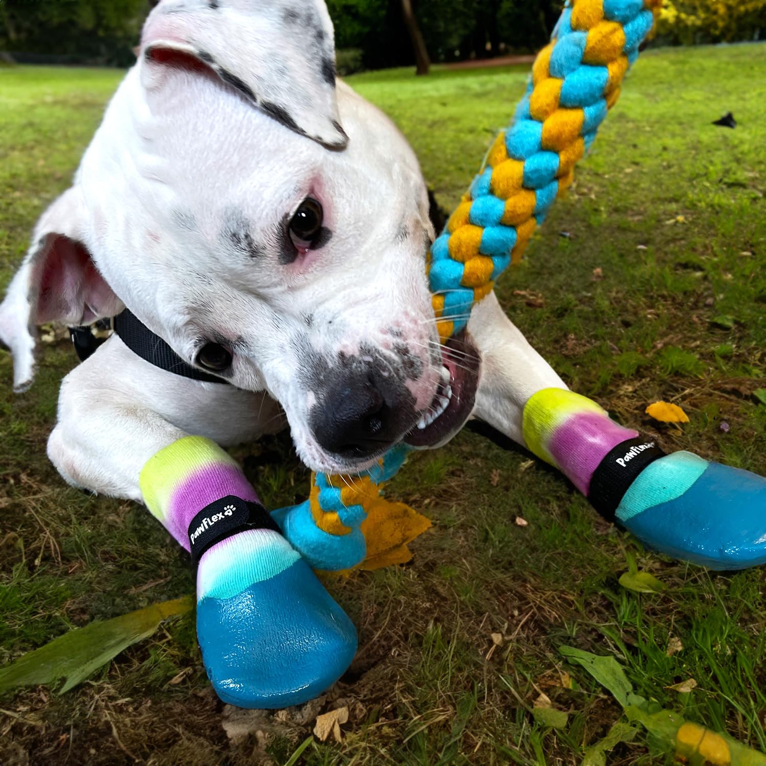 PawFlex correa ajustable mantiene las botas en su lugar durante la caminata.