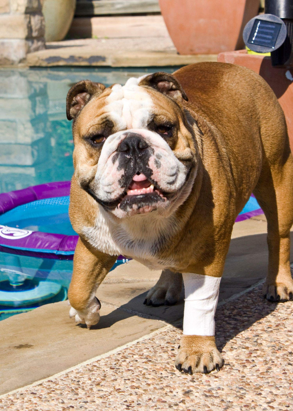 PawFlex diseño cómodo y durable para perros y gatos.