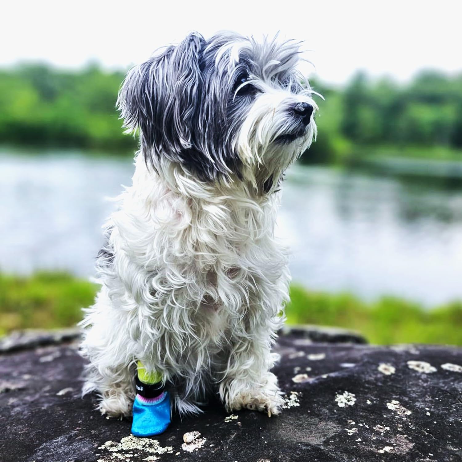 PawFlex protege uñas y ofrece cobertura adicional con doble recubrimiento.