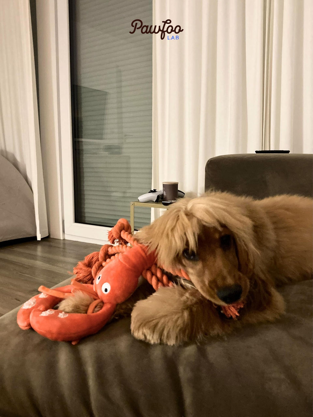 langosta pawfoo lab como regalo para perros durante fiestas