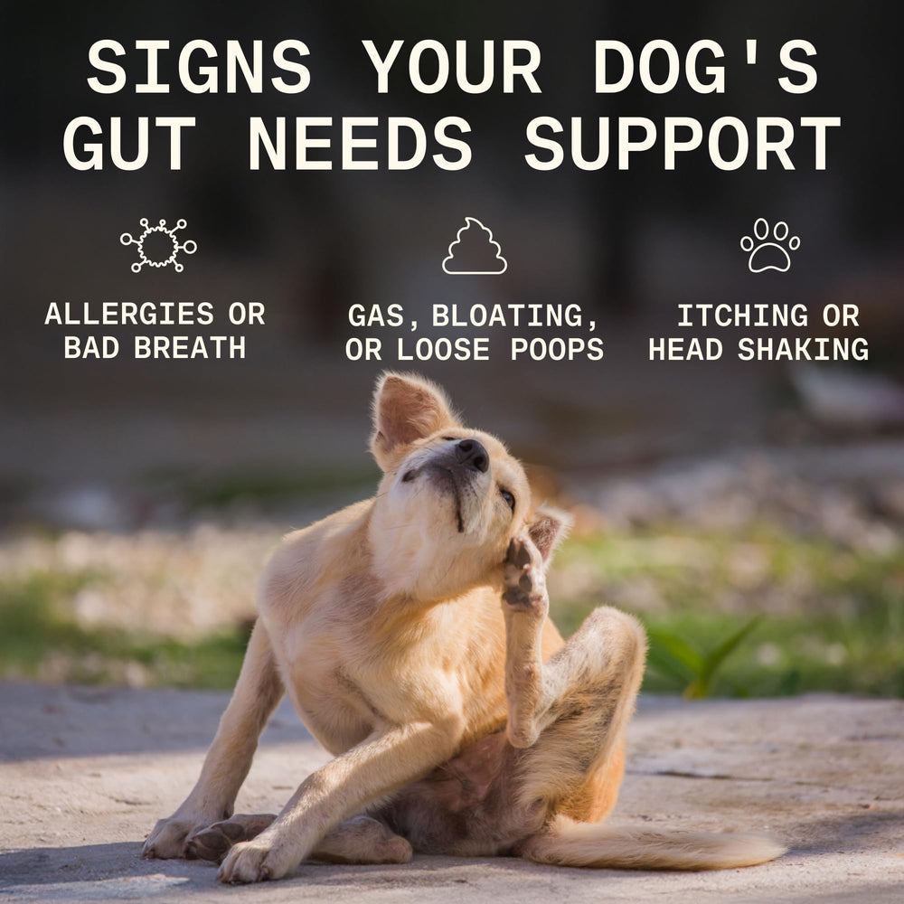 PAWGRESS prebióticos y probióticos para perro, promueve microbiota intestinal.