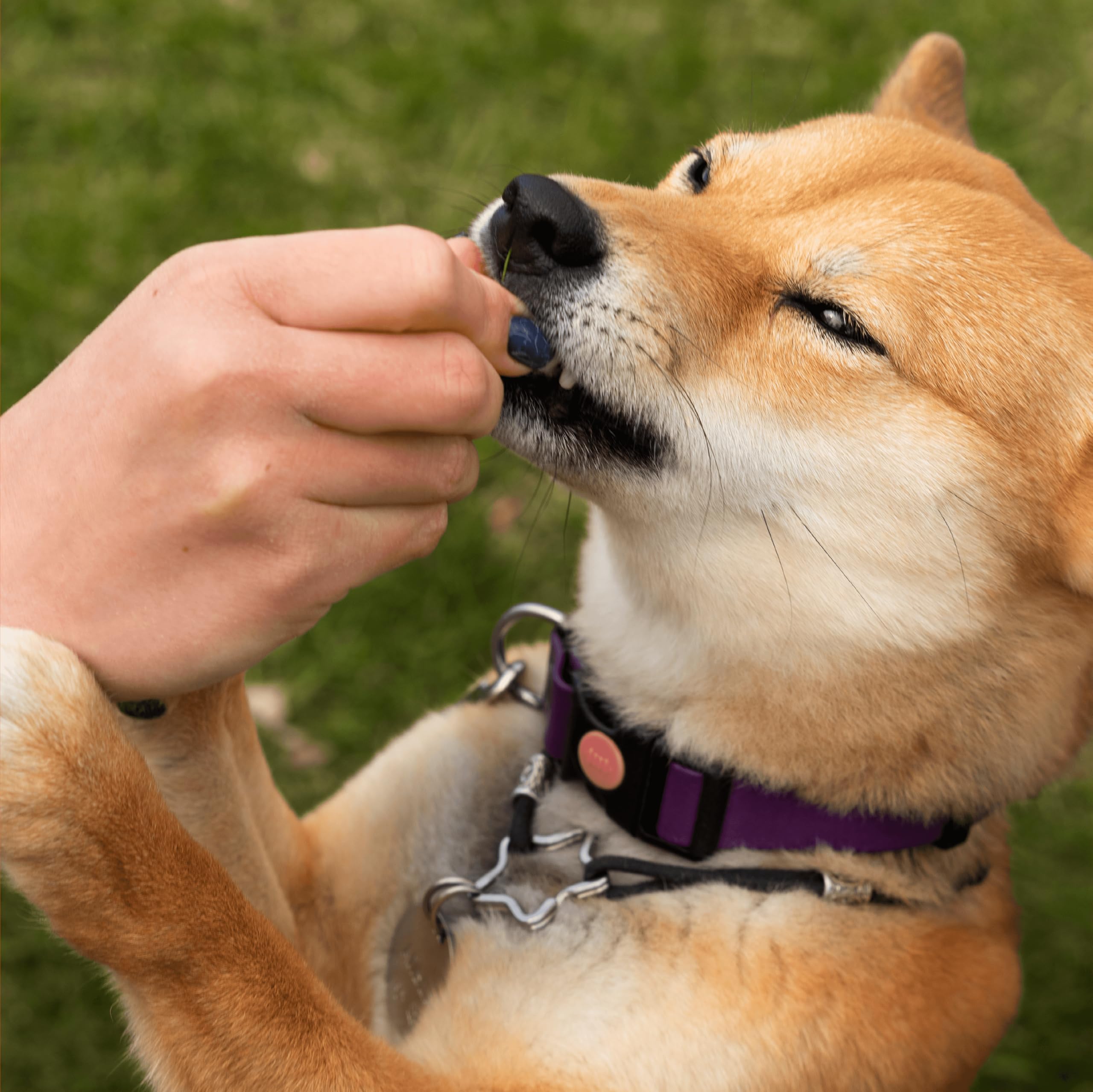 Pawlabs G-Max dosis diaria: complemento práctico para rutina de cuidado.