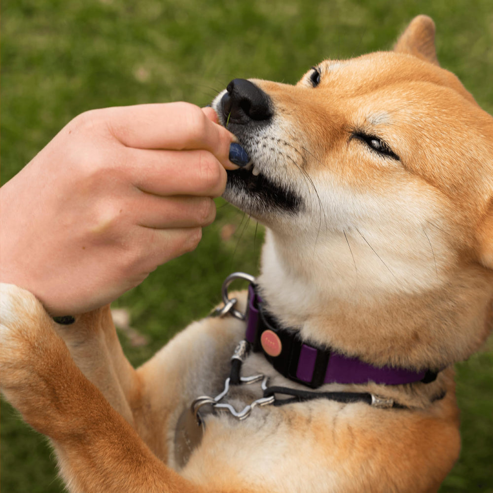 Pawlabs G-Max dosis diaria: complemento práctico para rutina de cuidado.