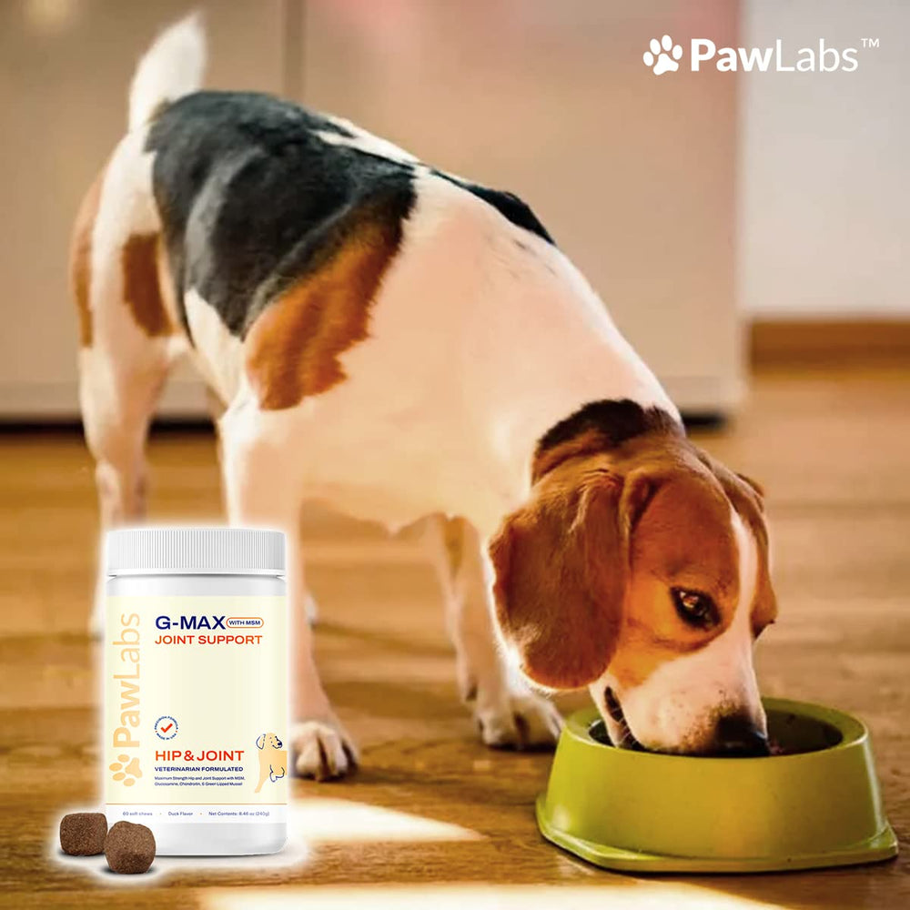 PAWLABS G-Max perro corriendo, movilidad más cómoda al moverse.