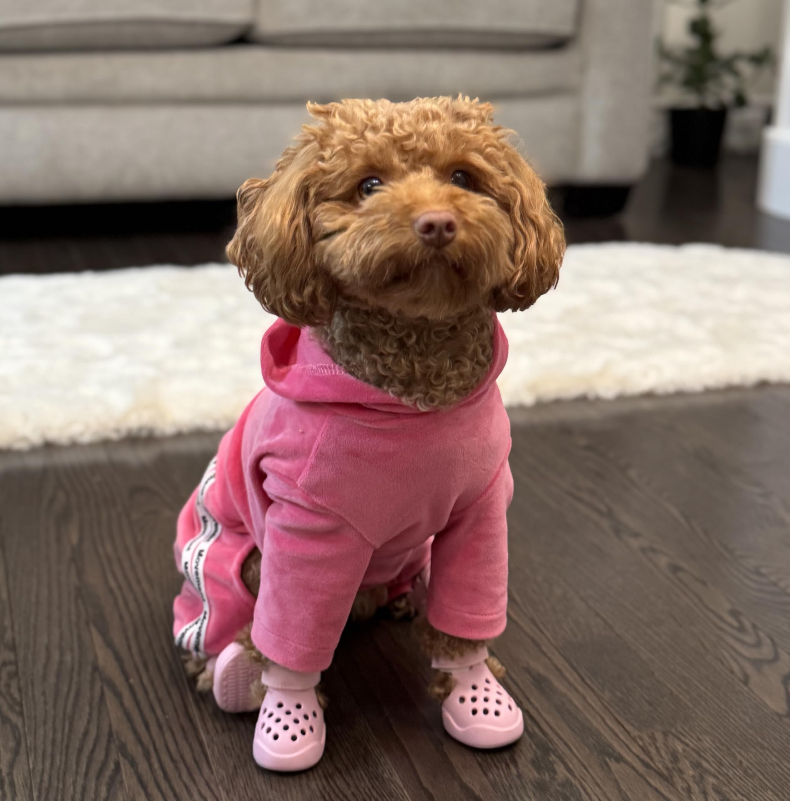 PawPosh zapato para perro con cierre ajustable para colocar y quitar fácilmente.