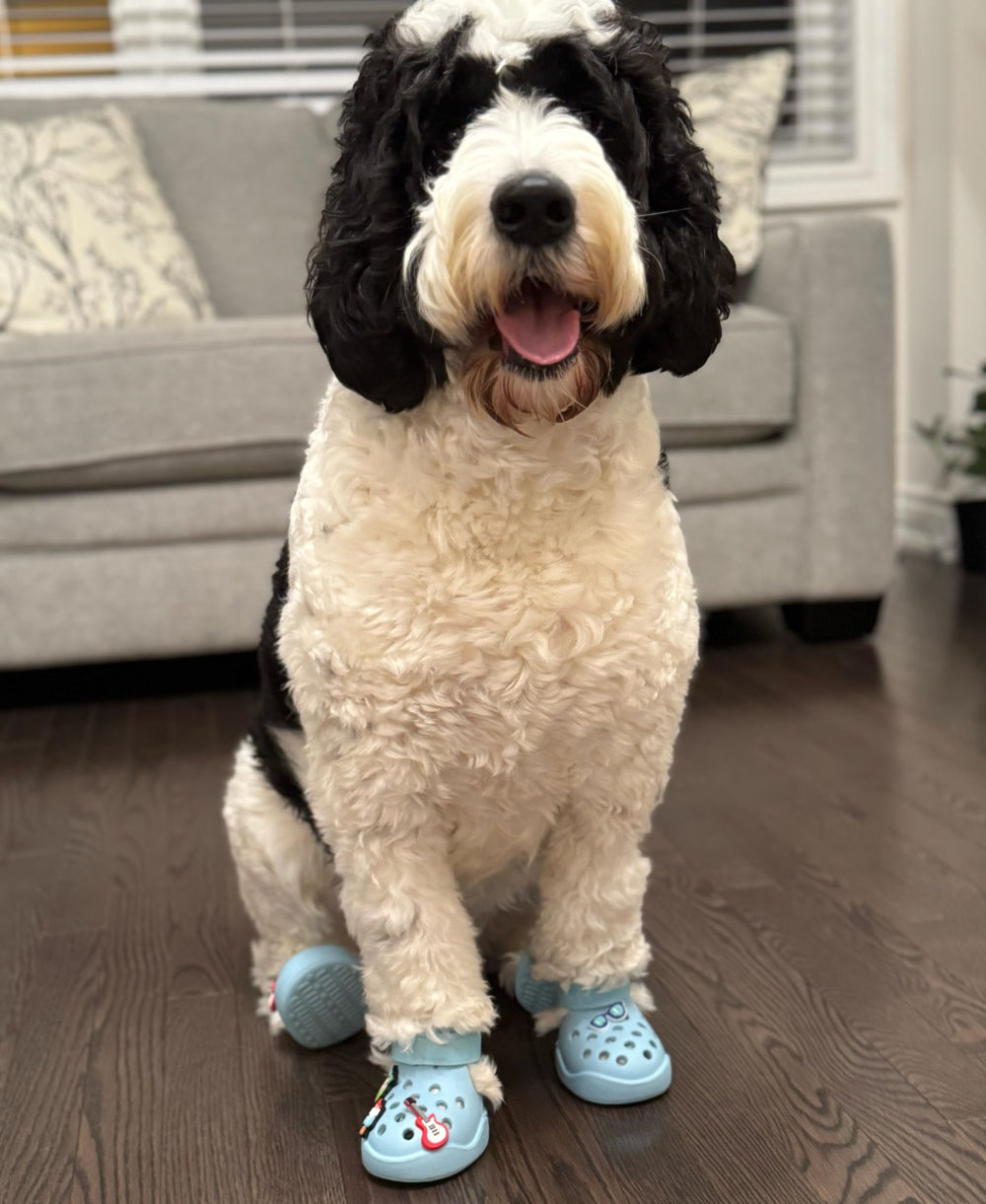 PawPosh protección de patas en pavimento caliente durante veranos