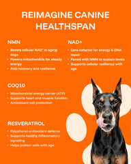 PAWPRINT Lab absorcion-nanoliposomal mejora la disponibilidad de nutrientes