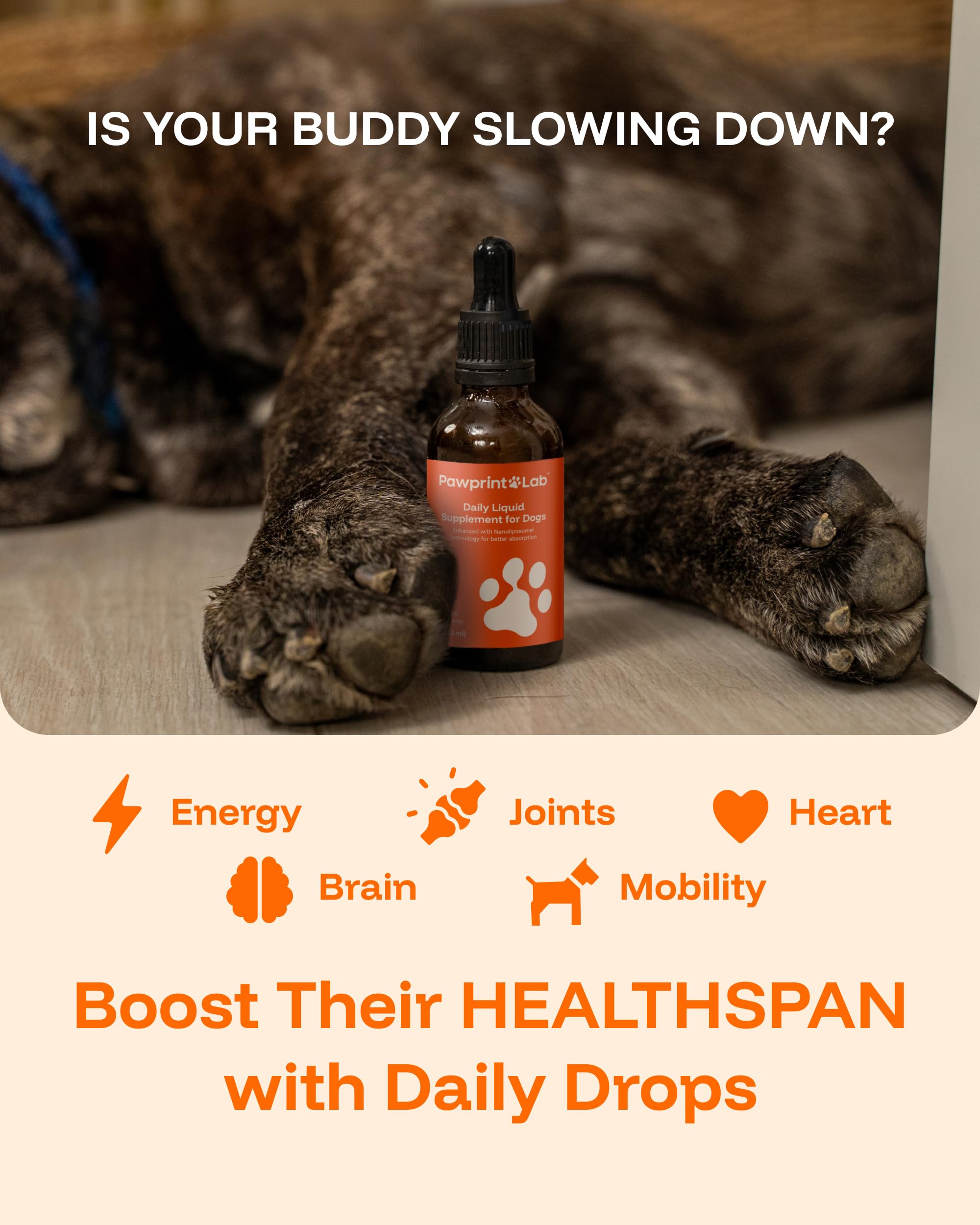 PAWPRINT Lab resveratrol-coq10 para bienestar general del perro