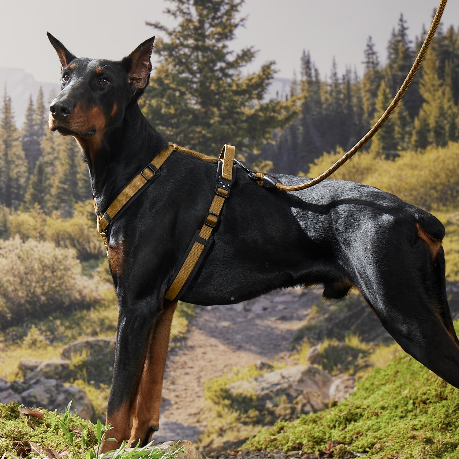 PAWS PASSION herrajes-metalicos-durables para aventuras al aire libre