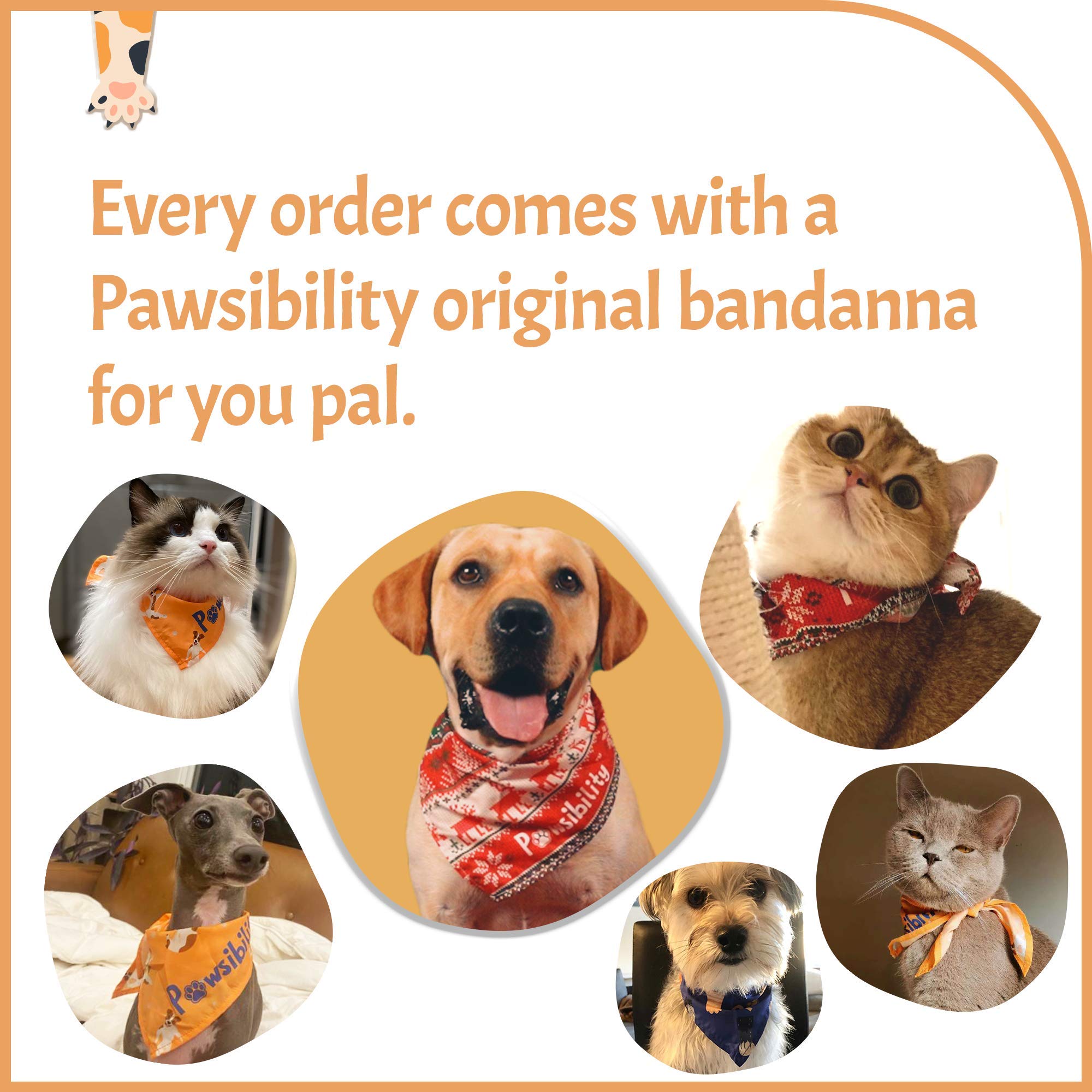 Pawsibility presentacion empaque elegante para guardar o regalar la herramienta.