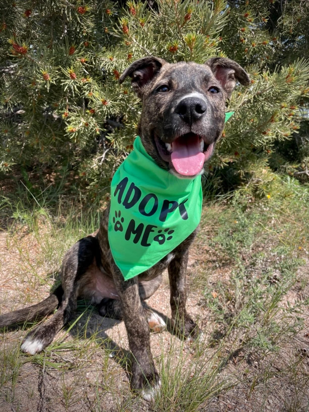 Apoyo a refugios al donar estas bandanas, ayudando a perros a encontrar hogar.
