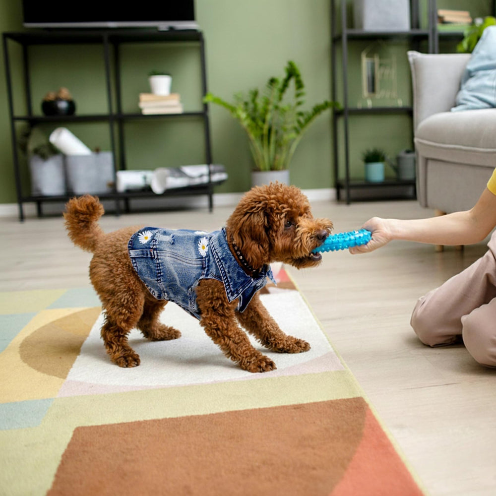 Pawstrip prenda adecuada para todas las estaciones, verano incluido.