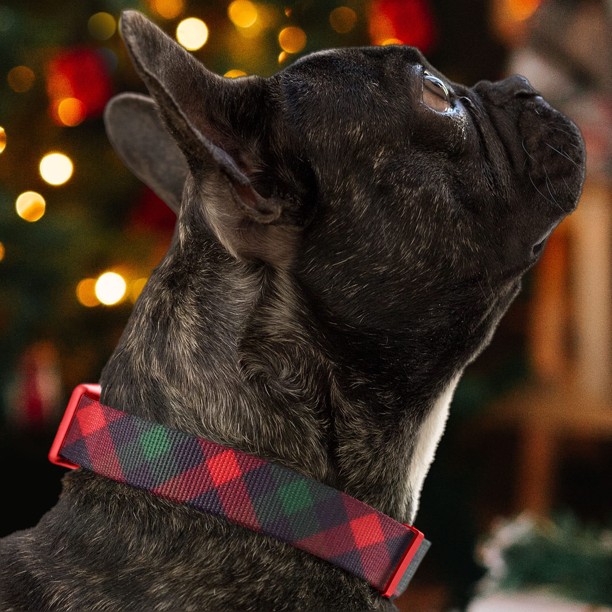 Collar Pawtitas con hebilla negra resistente para paseos diarios.