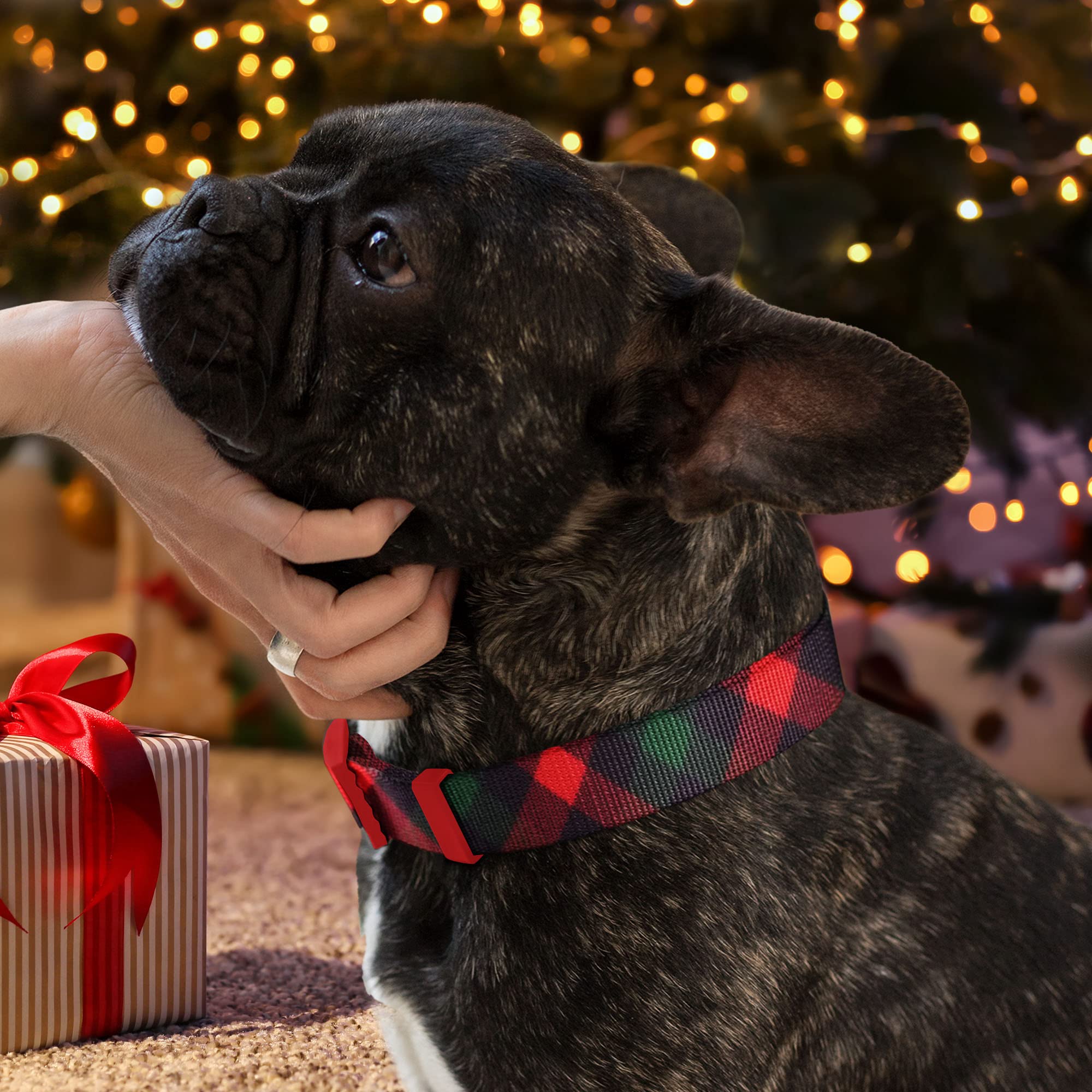 Collar Pawtitas listo para regalo, perfecto para la Navidad.