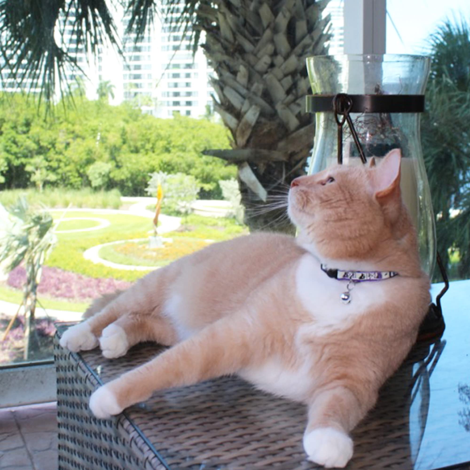 Collar Pawtitas para gato con cierre de seguridad de liberación rápida.