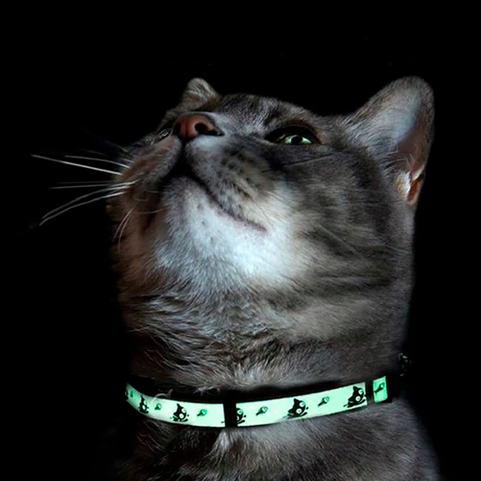 Collar Pawtitas color naranja llamativo para estilo y visibilidad