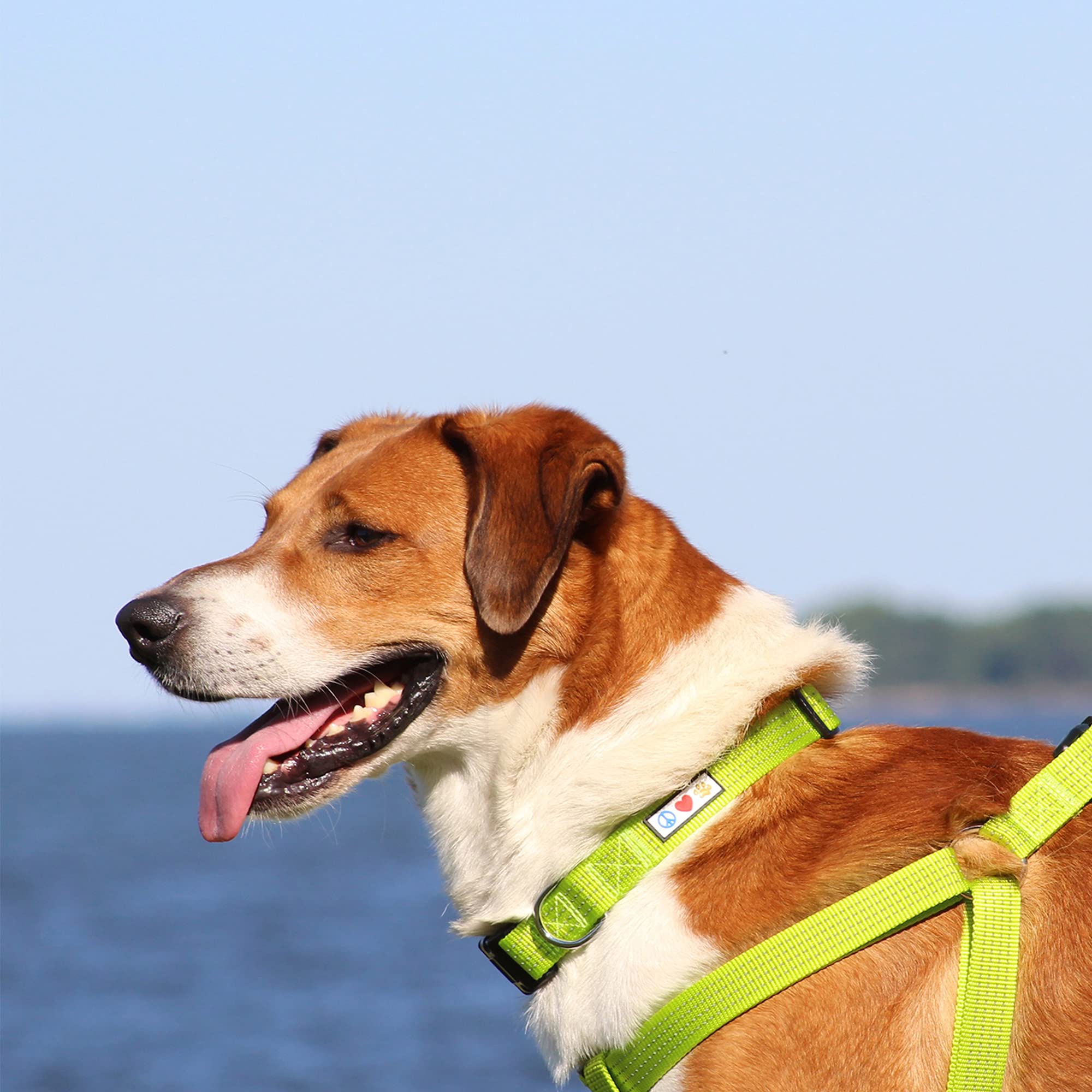 Collar rosa Pawtitas reflectivo para cachorros, cómodo y seguro al caminar