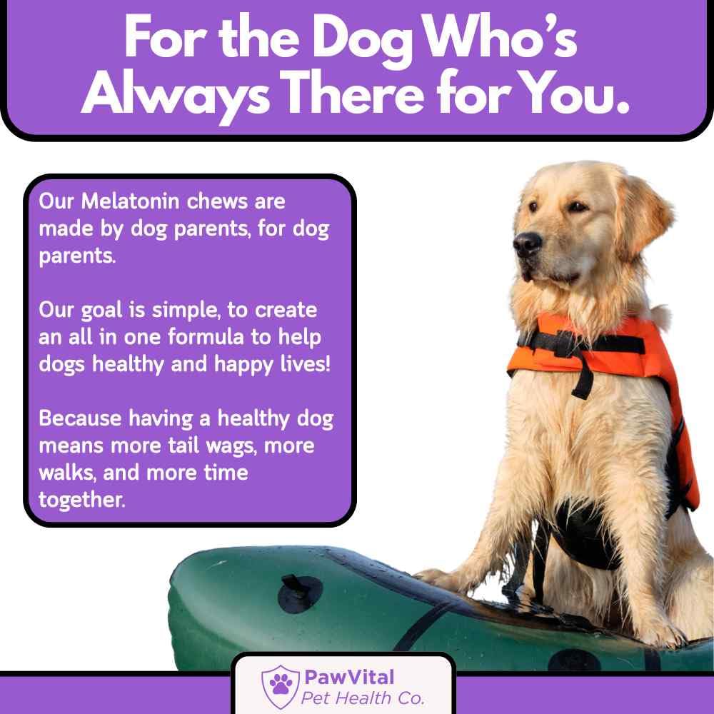 PawVital diseño apto para todas las edades, perros pequeños y grandes.