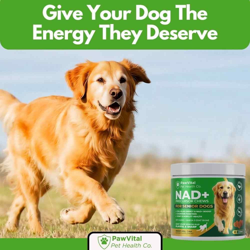 PawVital NAD+ Chews promueve movilidad y energía diaria en perros senior.