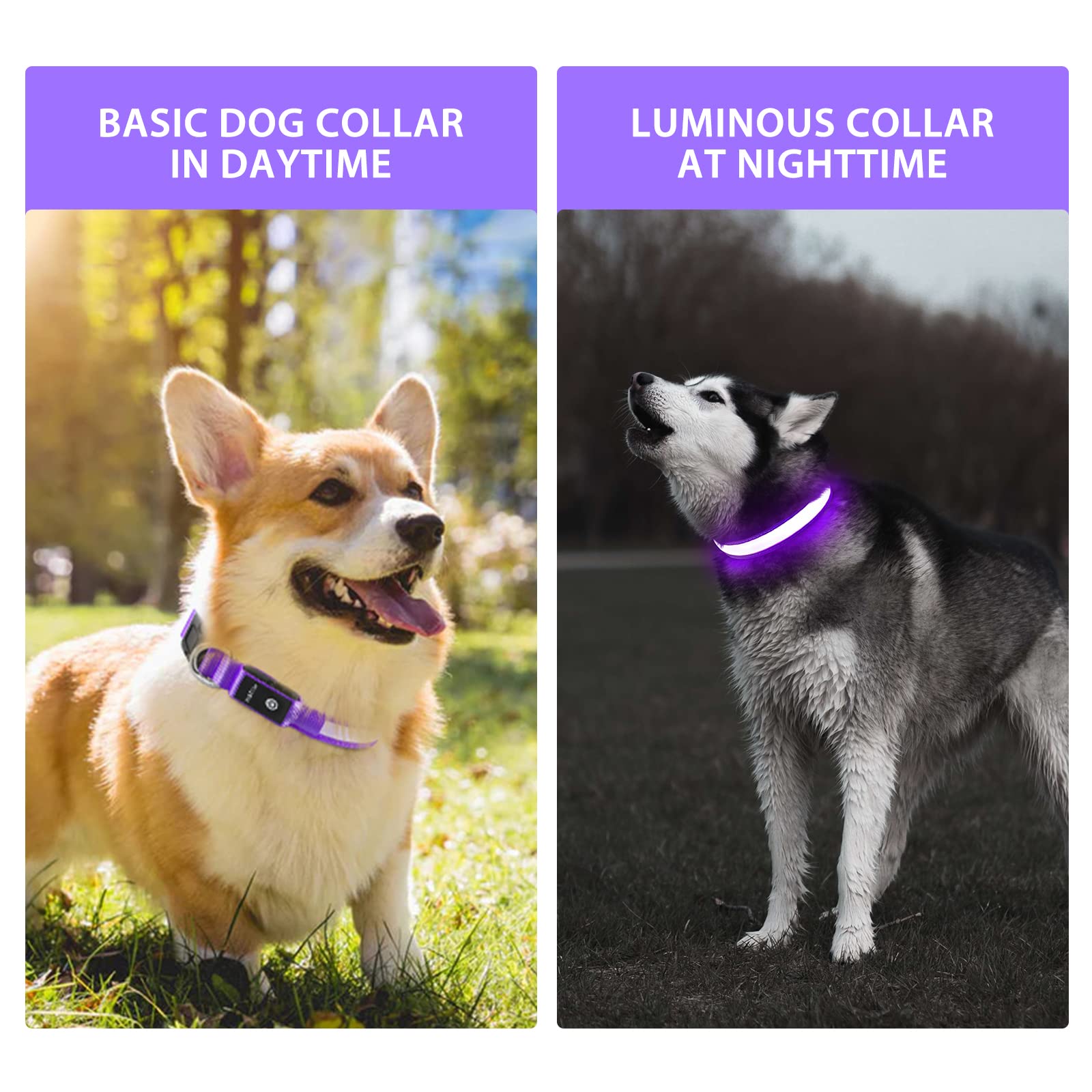 PcEoTllar collar luz cambiante, añade estilo y seguridad en la oscuridad.