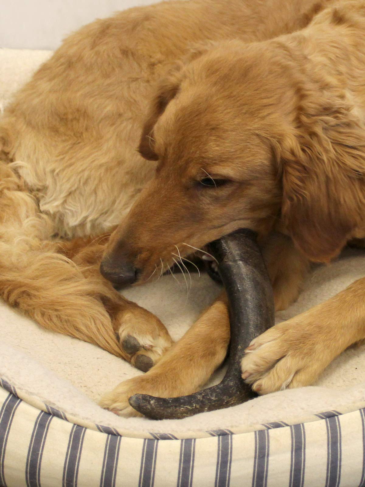 Cuernos de búfalo peaksNpaws grandes en uso, masticación responsable para perros