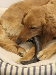 Cuernos de búfalo peaksNpaws grandes en uso, masticación responsable para perros