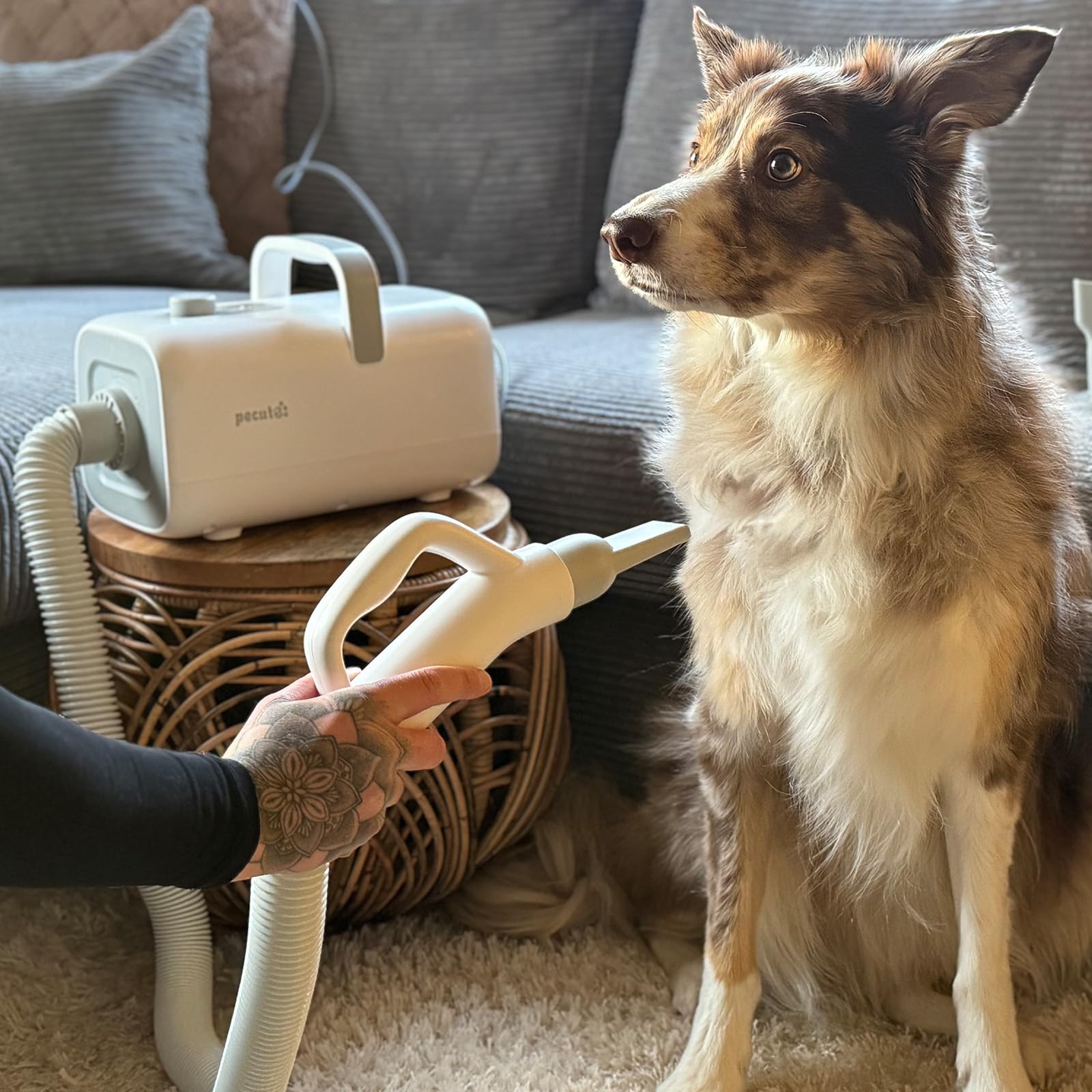 Pecute secador para perros cable de 6,5 pies para mayor alcance.
