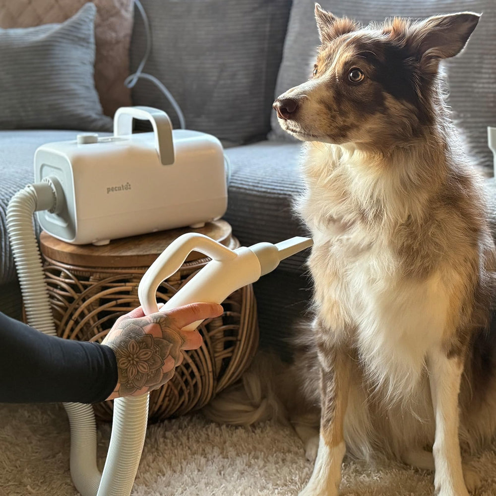 Pecute secador para perros cable de 6,5 pies para mayor alcance.