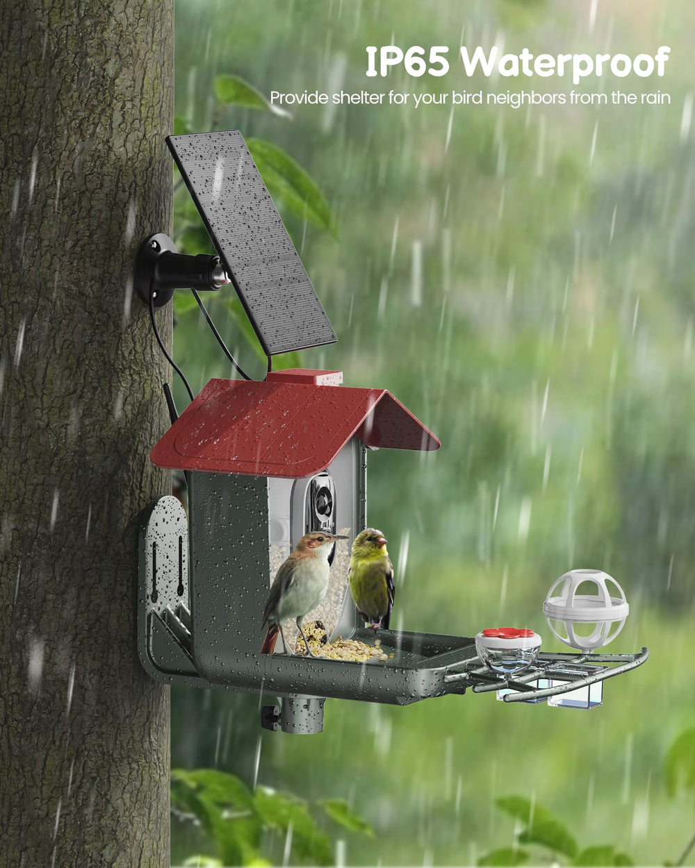 peeipm comida-agua-pajaro exterior atrae especies favoritas