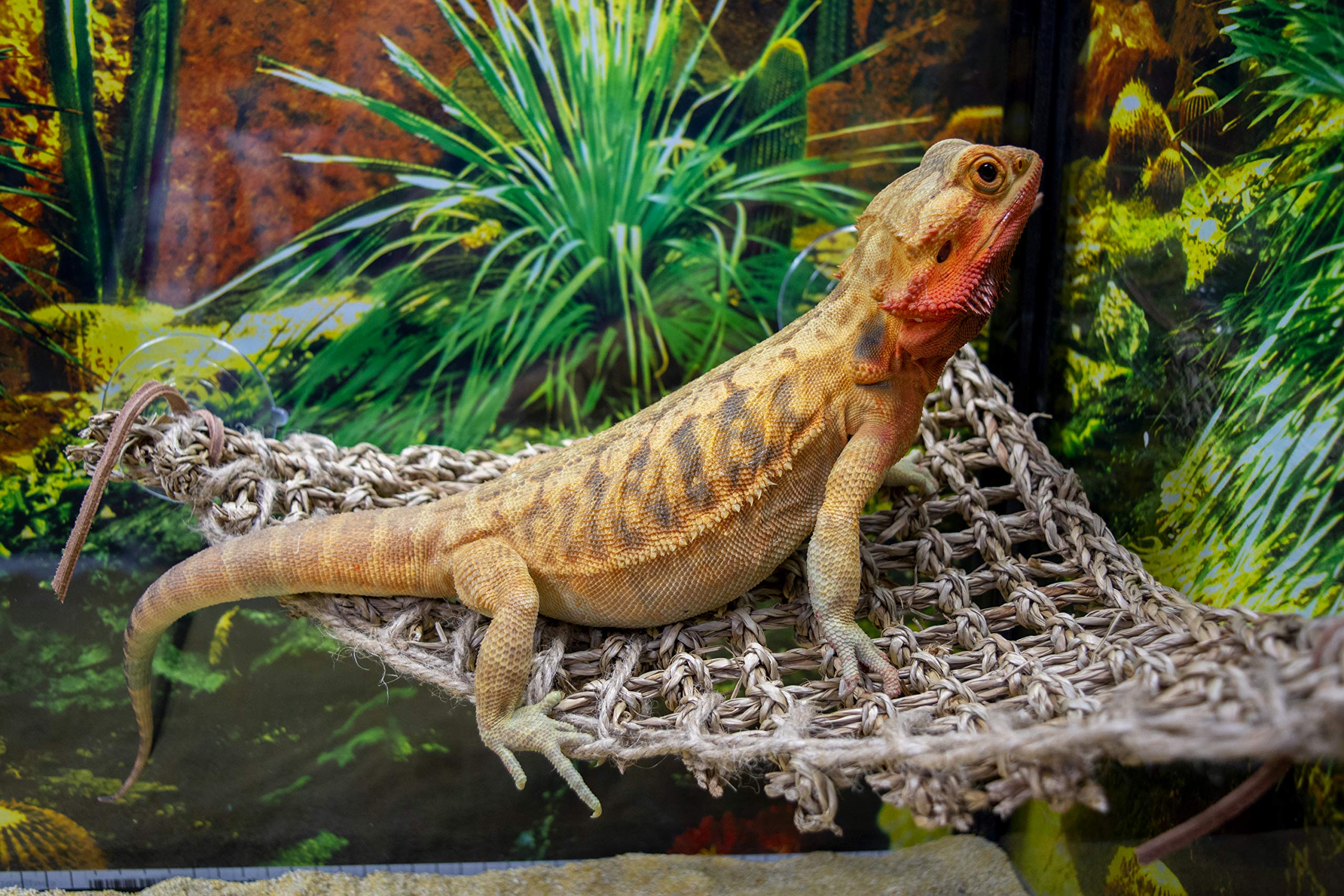 PENN-PLAX Reptology Lizard Lounger Corner Triangle, dimensiones y ajuste versátil para terrarios.