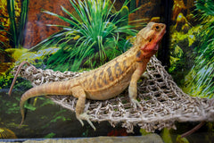 PENN-PLAX Reptology Lizard Lounger Corner Triangle, dimensiones y ajuste versátil para terrarios.