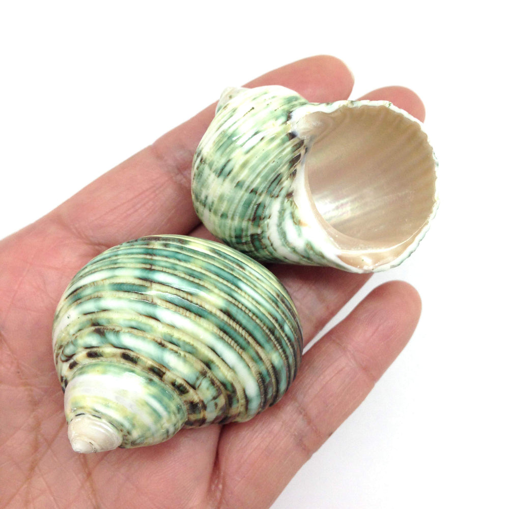 PEPPERLONELY polished green shells enhance wreaths and sea-inspired art.
