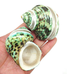 PEPPERLONELY concha grande de cangrejo ermitaño turbo verde, ideal para manualidades decorativas.