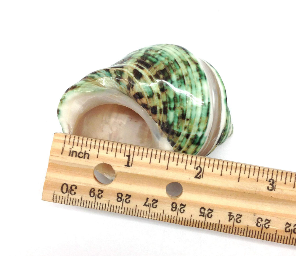 PEPPERLONELY concha natural pulida verde con bandas, perfecta para decoraciones marinas.