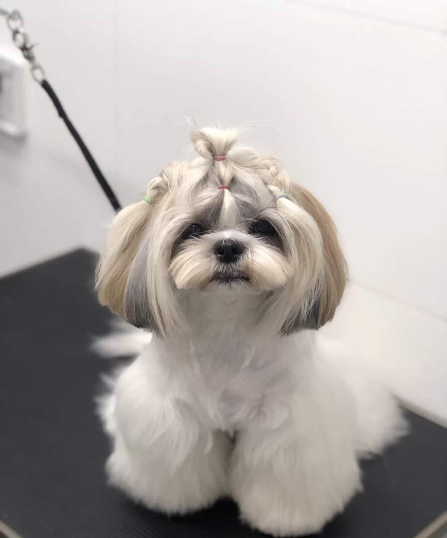 Periflowin paquete de dos lazos para perros y gatos.