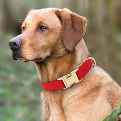 Collar PET ARTIST con hebilla metalica rapida, seguro para perros activos