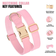 Conjunto collar y correa PET ARTIST para un estilo cohesivo