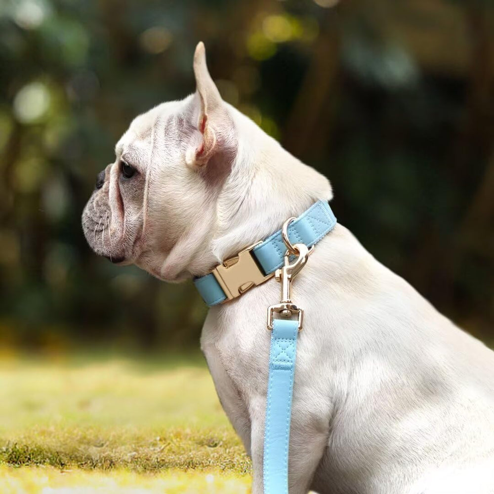 PET ARTIST correa azul cerca: longitud de 5 pies para mayor control durante caminatas