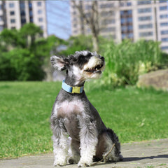 PET ARTIST correa azul duradera para salidas seguras.