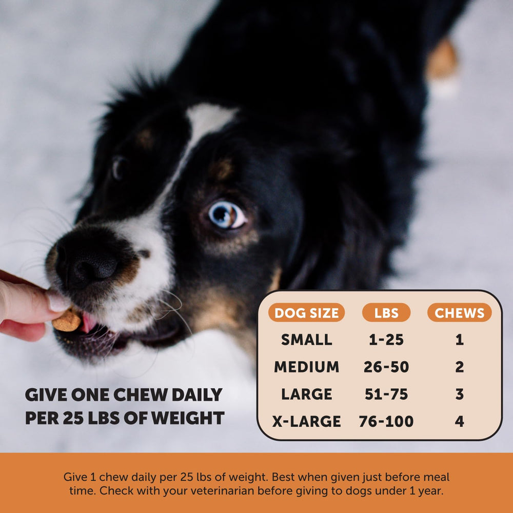 Pet Honesty apoyo de movilidad para perros activos durante entrenamientos y juego.