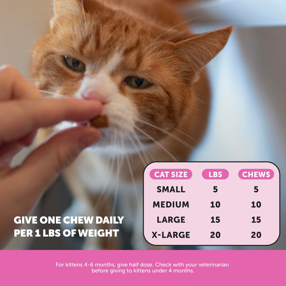 Pet Honesty Gato presentación de 90 días facilita el plan de suplementación.