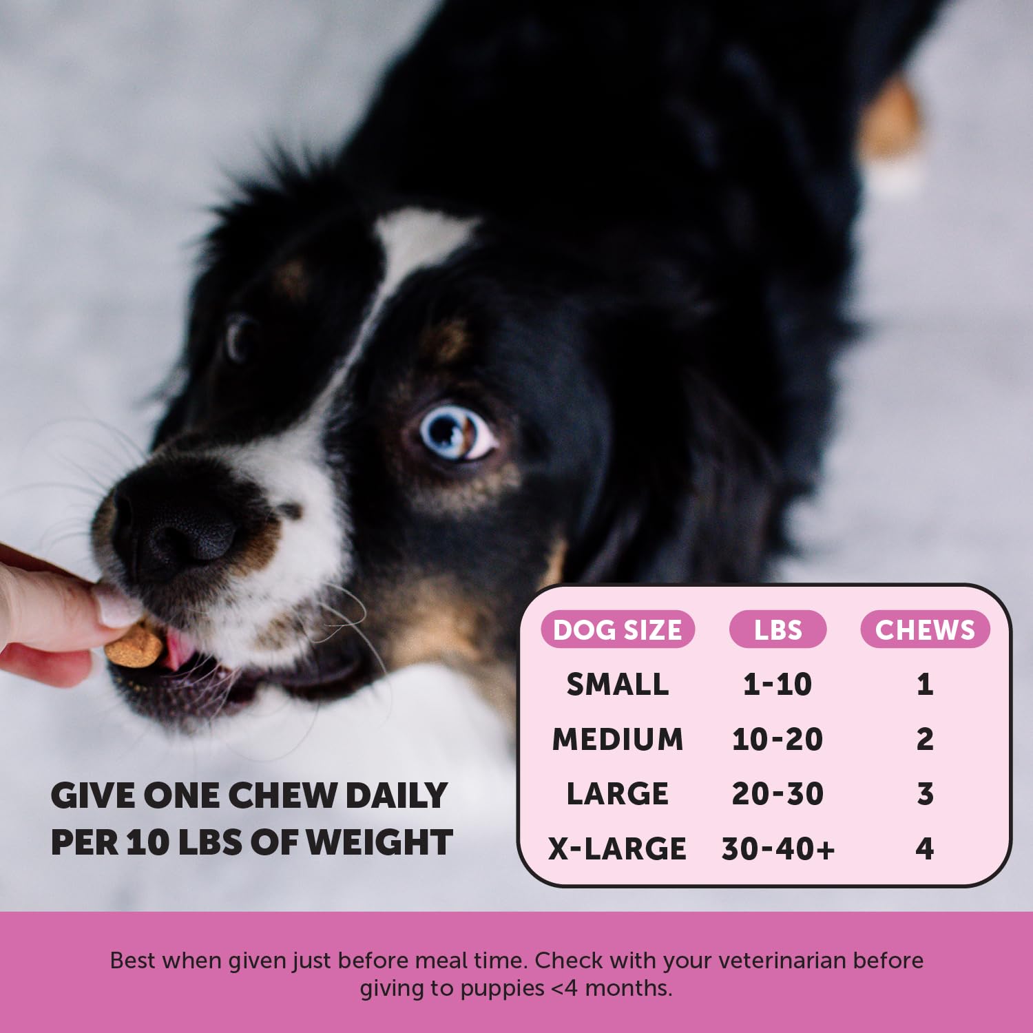 Pet Honesty multivitamin puppy treats, probióticos para soporte digestivo y sistema inmunitario