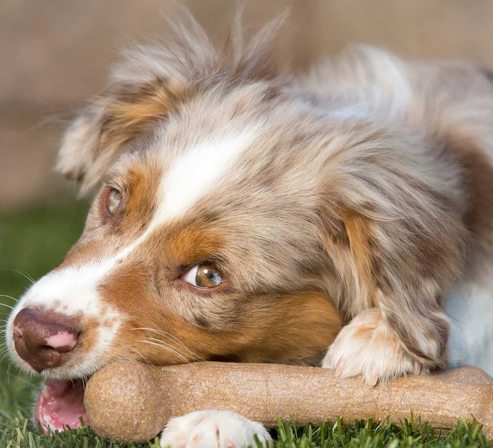 Pet Qwerks BarkBone limpieza dental suave con cada mordida gracias a su forma única