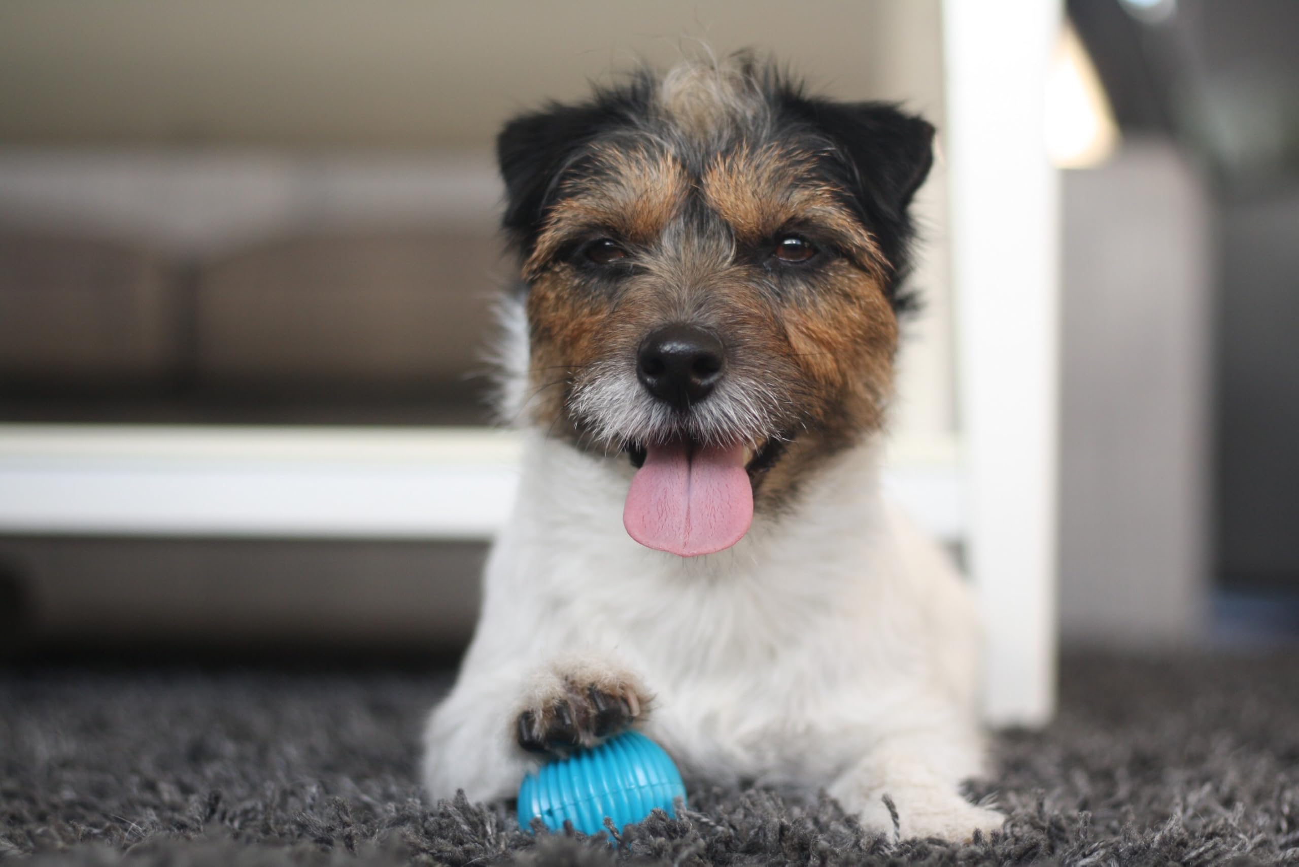 Pet Qwerks Talking Babble Ball, enfoque resistente-ABS, duradera para masticadores intensos