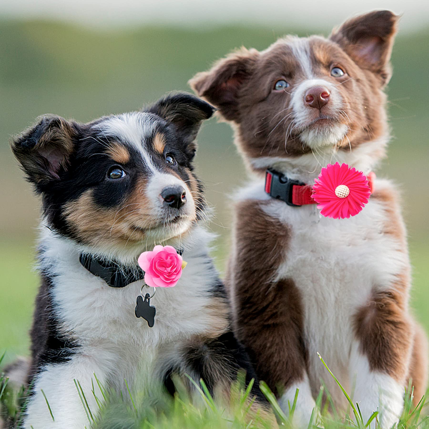 PET SHOW adornos para bodas de mascotas, realzan el look en ocasiones especiales.
