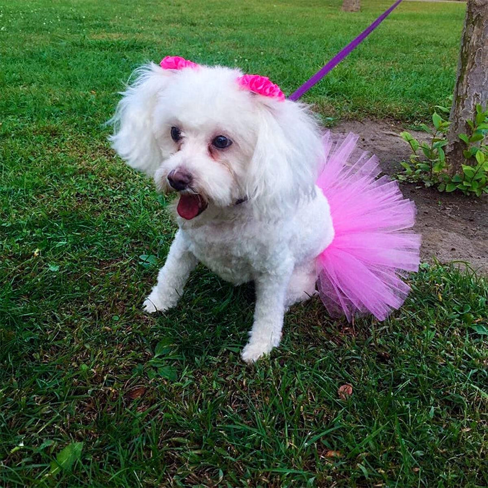 PET SHOW conjunto de cumpleaños para perros y gatos pequeños, perfecto para sesiones de fotos.