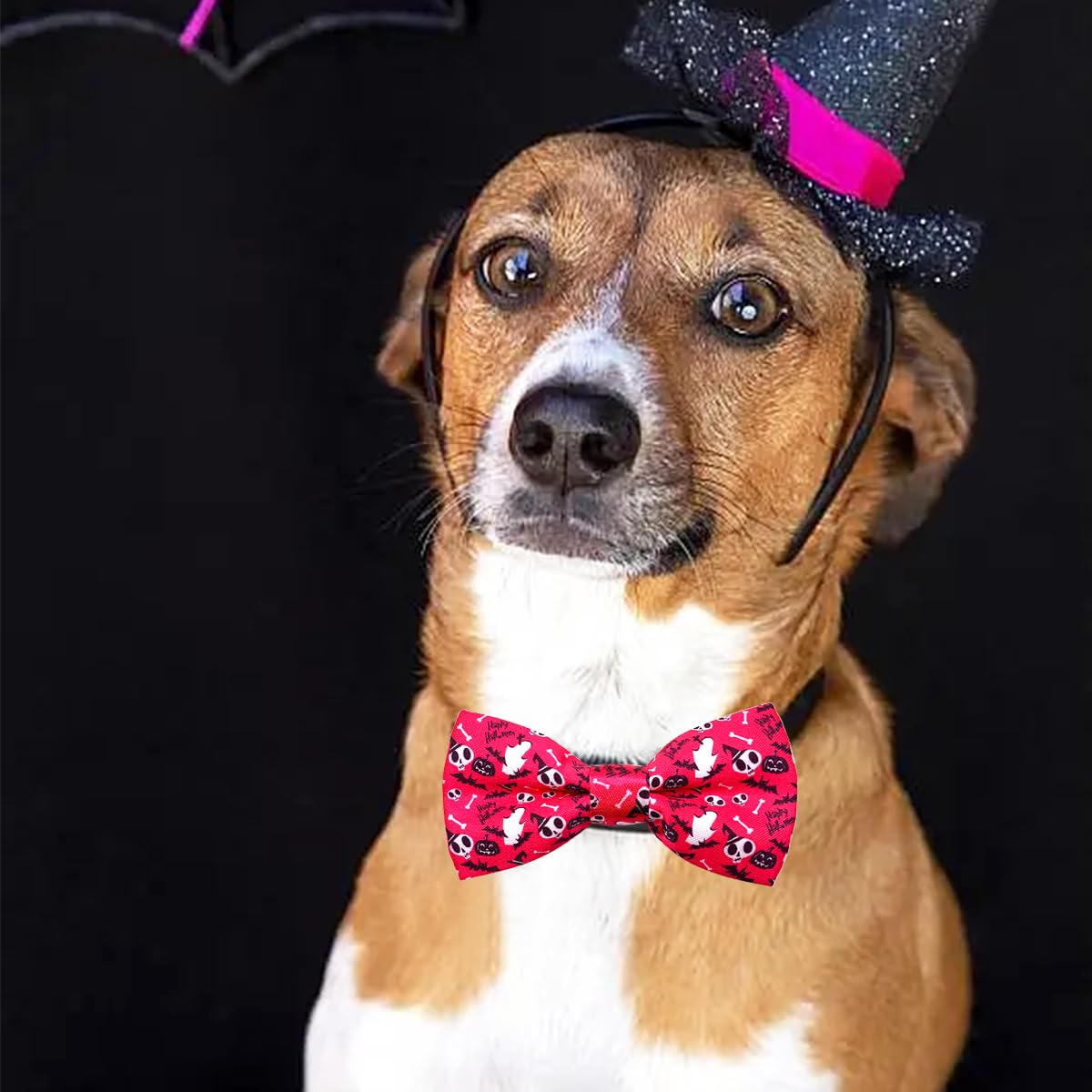 PET SHOW lazo Halloween bruja, diseño temático para disfraces y fotos