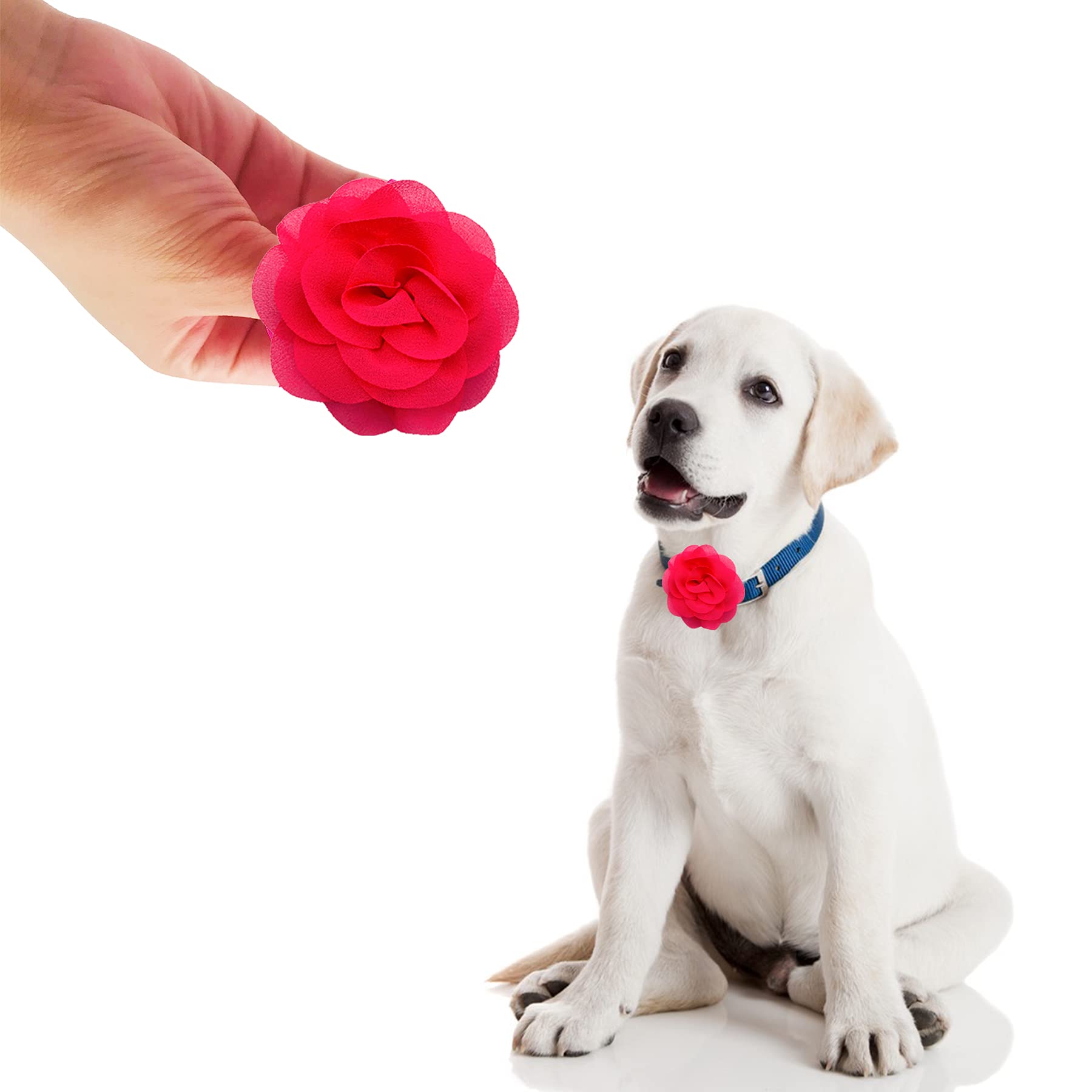 PET SHOW paquete de 12 flores, opción de decoración para bodas o sesiones.