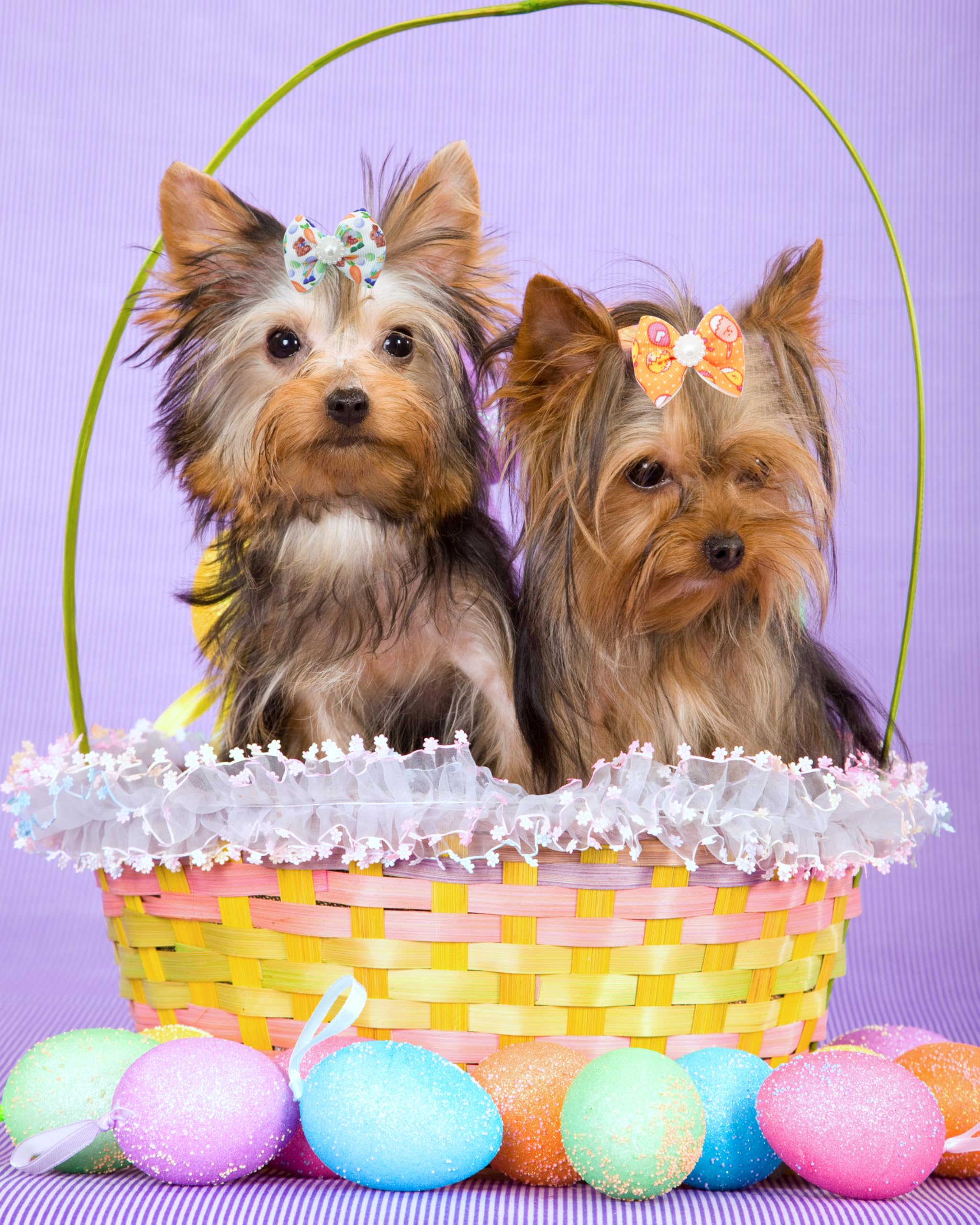 PET SHOW presentación en bolsa con 20 piezas listas para regalar